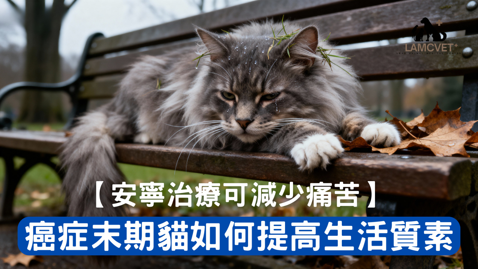 癌症末期貓安寧治療可減少痛苦提高生活質素